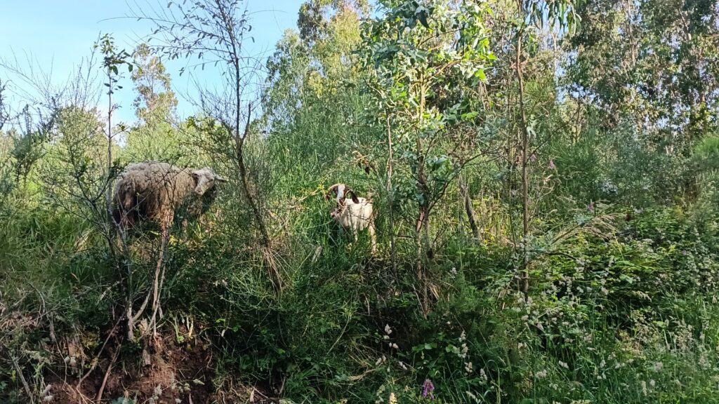 sheep on a solo female Camino de Santiago adventure in Spain