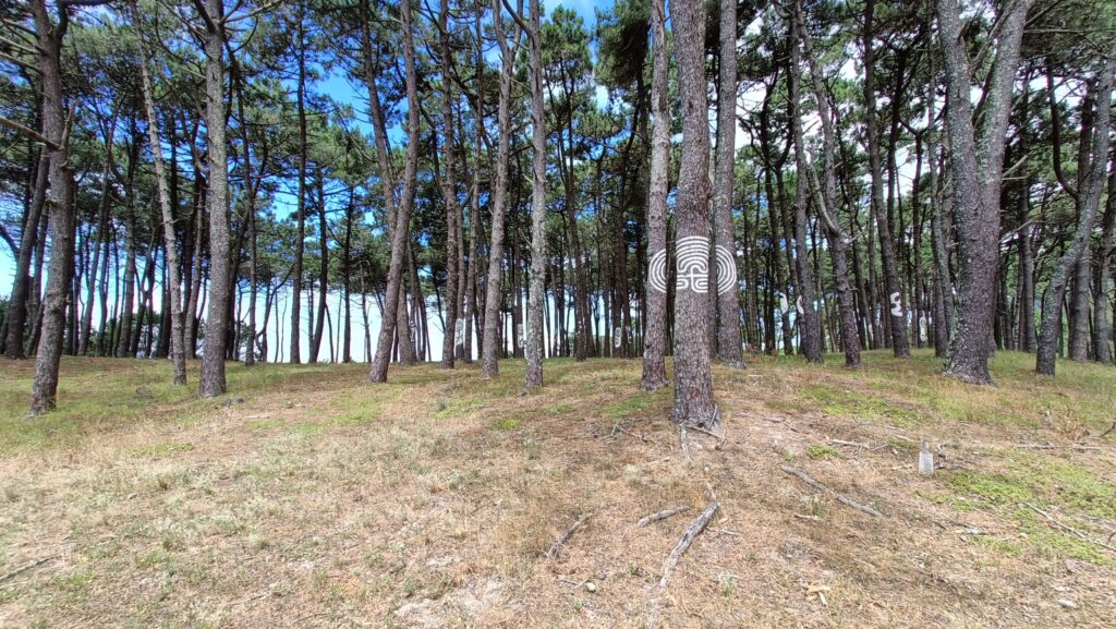 Celtic symbols painted on the trees near the beach in La Guardia Spain