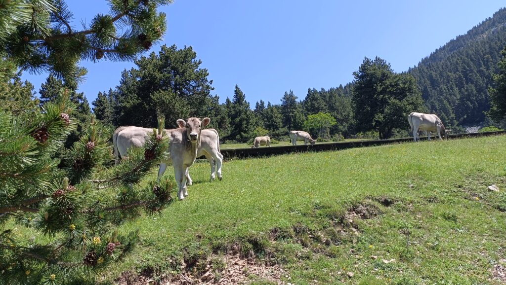 cows in the Pyrenees mountains