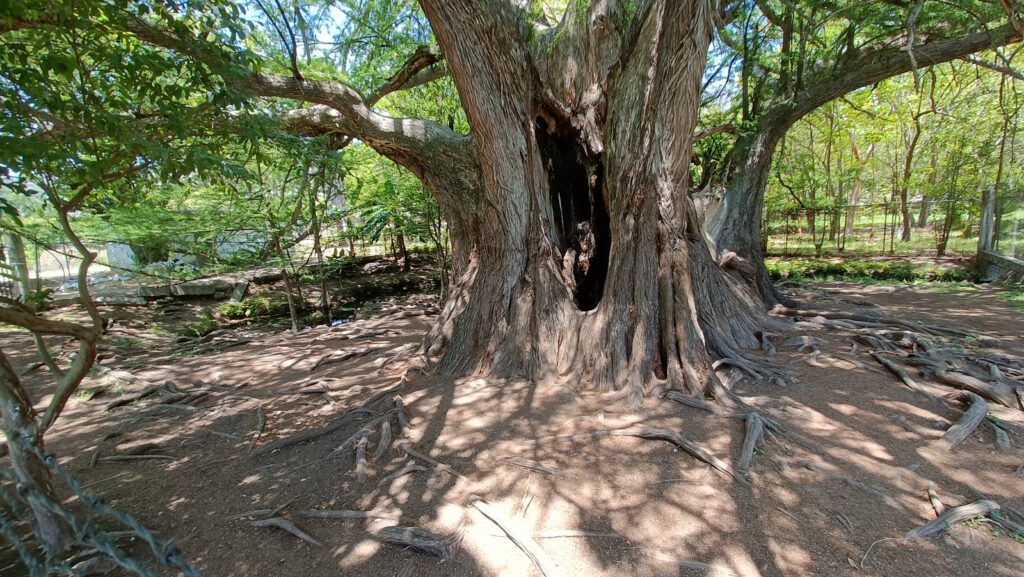 Árbol Milenario