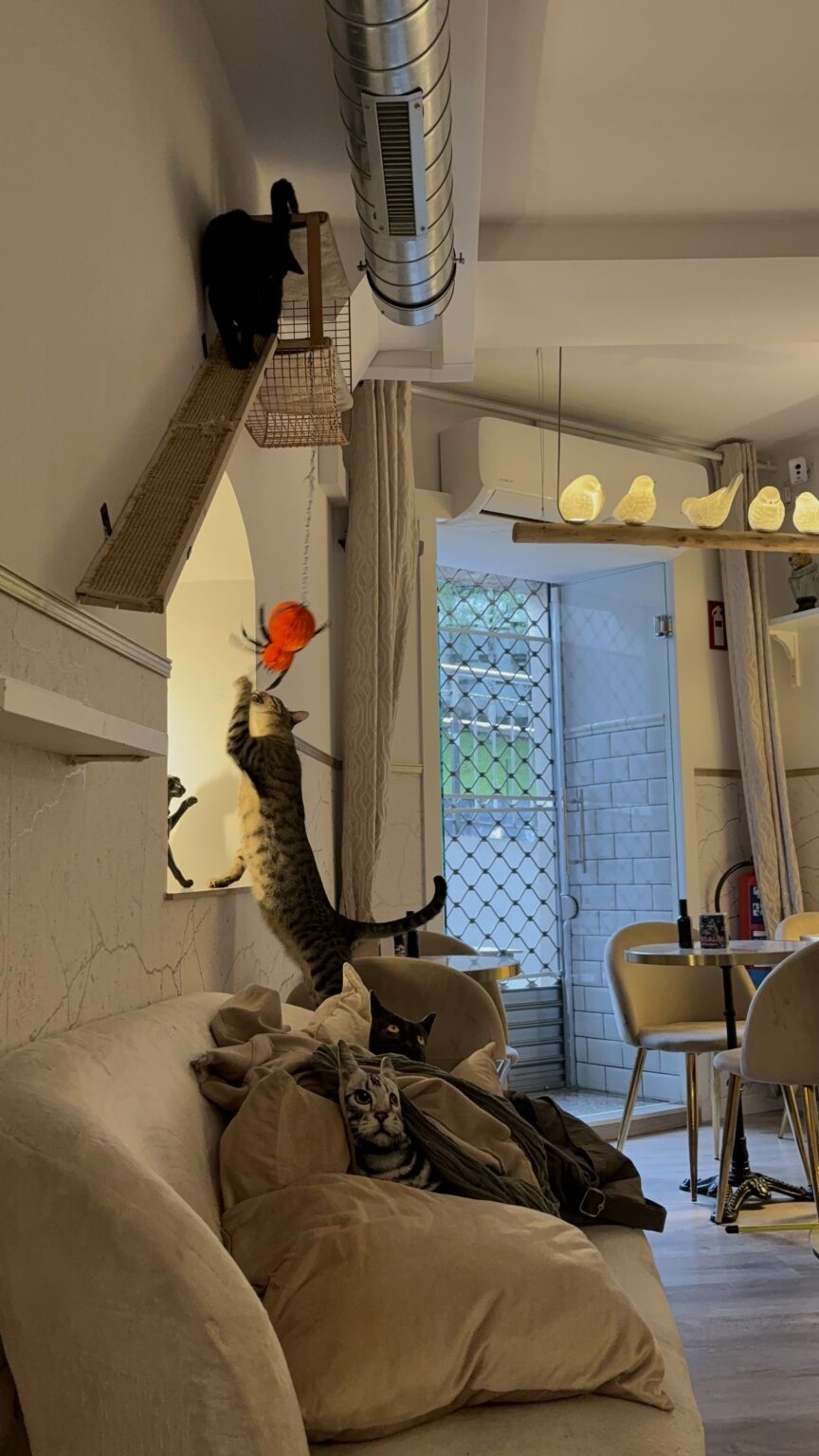 Cat perched on a shelf in a cozy apartment in Bilbao