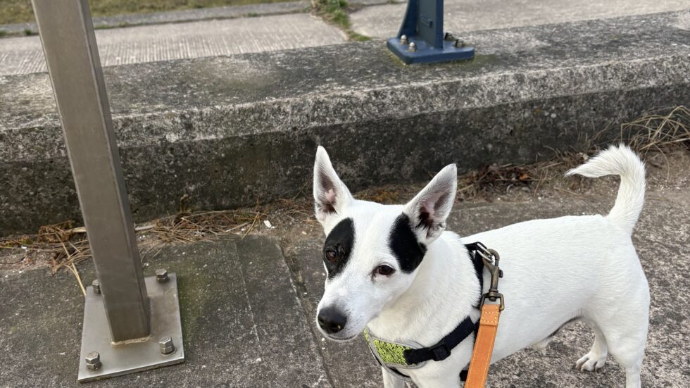 Small white dog on a leash on the Southport seafront