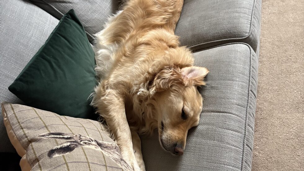 Golden retriever napping on a gray sofa while house sitting in Tring
