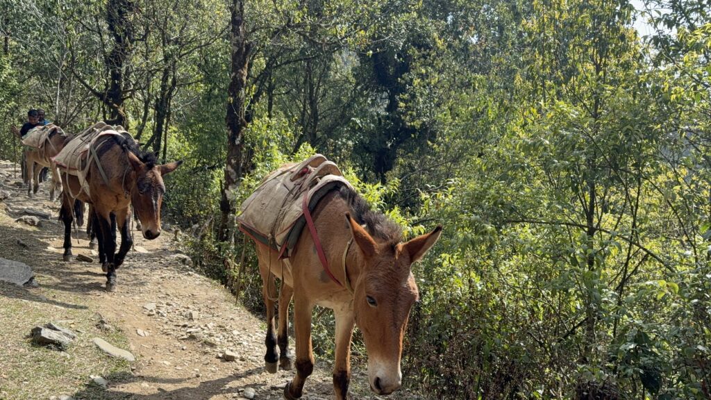 Dhampus and Australian Camp hike

