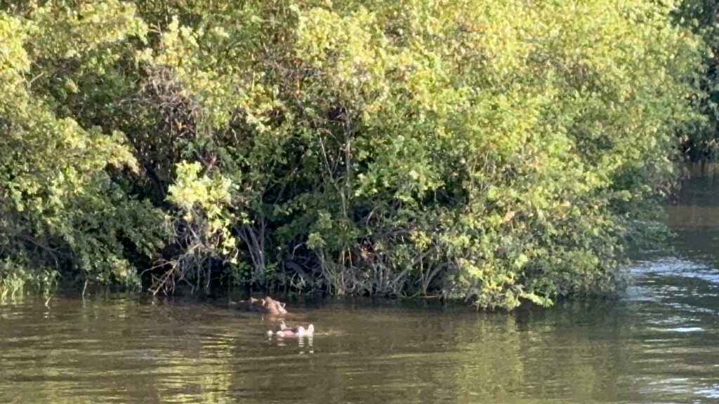 Livingstone Zambia Travel Victoria Falls Safari Adventure