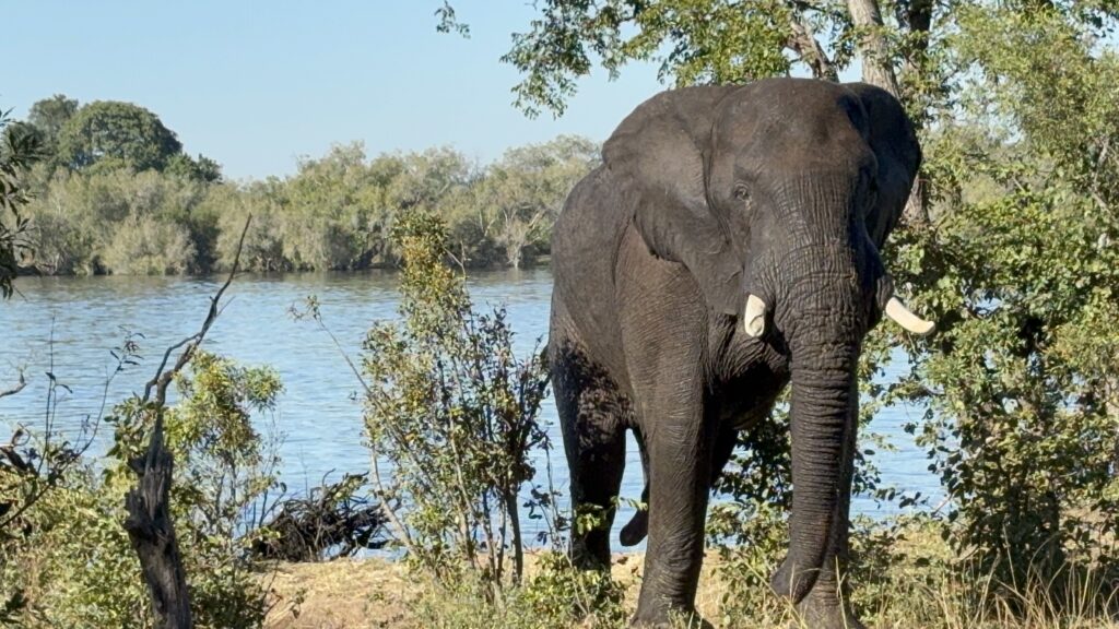 Livingstone Zambia Travel Victoria Falls Safari Adventure