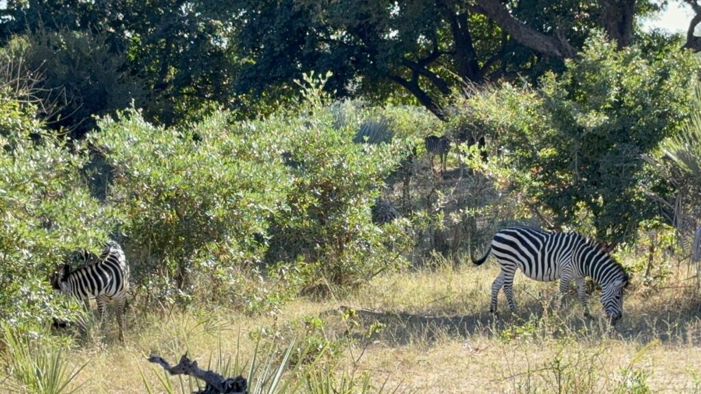 Livingstone Zambia Travel Victoria Falls Safari Adventure