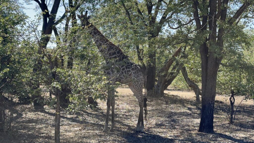 Livingstone Zambia Travel Victoria Falls Safari Adventure