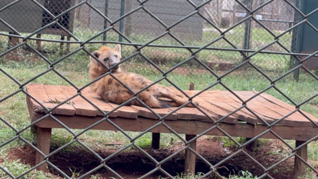 2 weeks in Nairobi Kenya solo female digital nomad