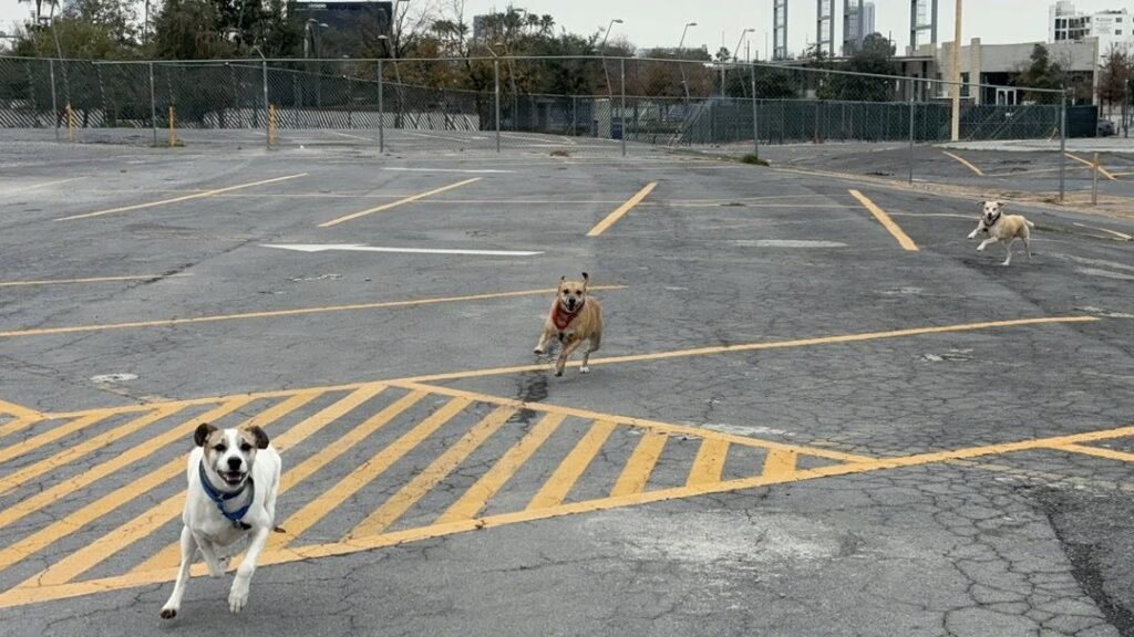 remote worker life Mexico