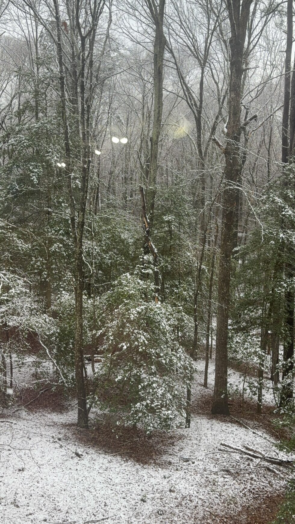 Light snow in a Maryland forest