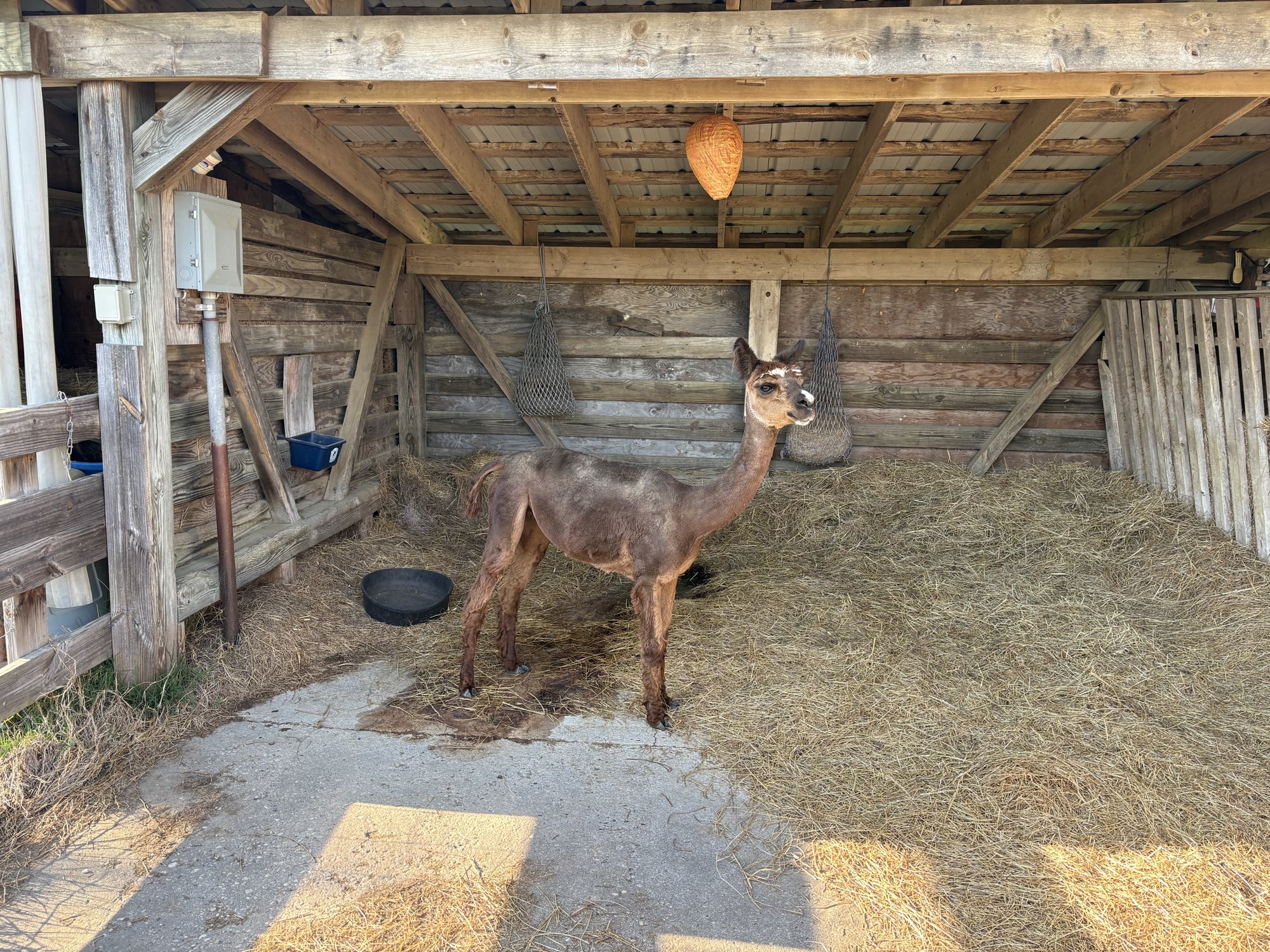 An alpaca standing in a wooden stall with a feed bowl at its feet.