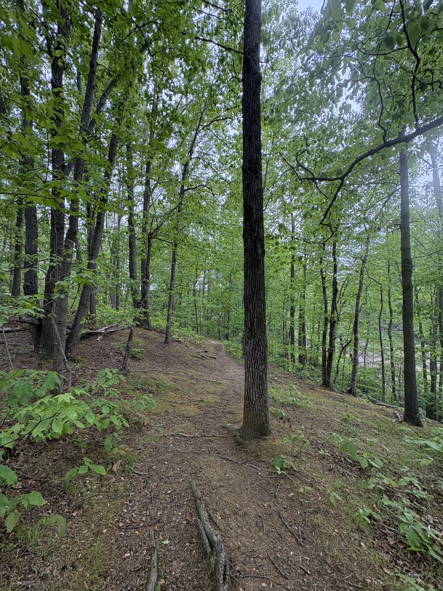 A dirt trail climbing through green spring woods in Truxtun Park, Annapolis.