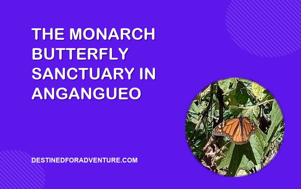 Visiting the Monarch Butterfly Sanctuary in Angangueo: A Magical Experience
