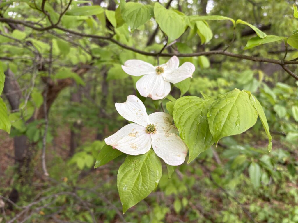 A single white dogwood flower open against green leaves.