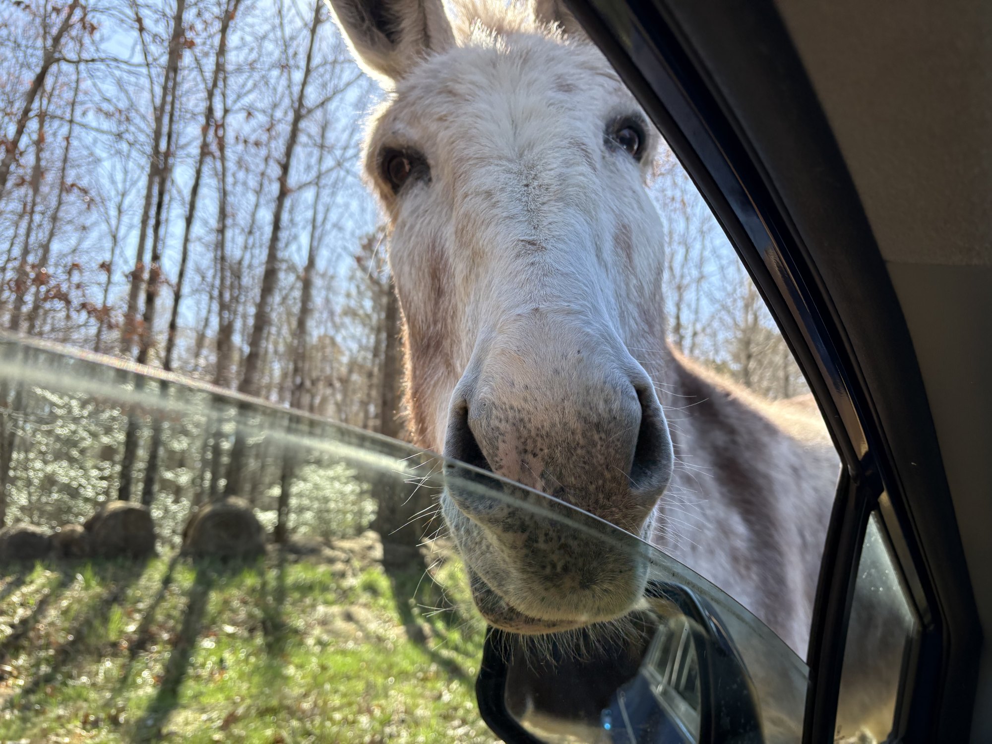 A donkey pushing its nose up to a car window from outside.