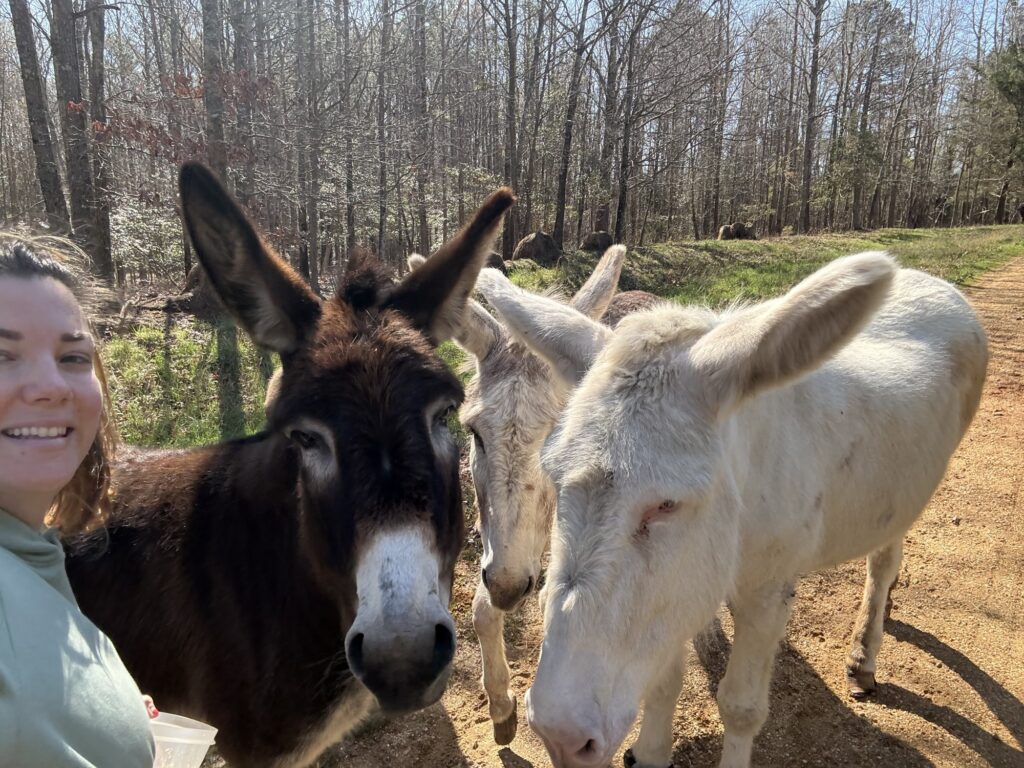 Three donkeys crowding around a woman on a dirt lane in bare early spring woods.