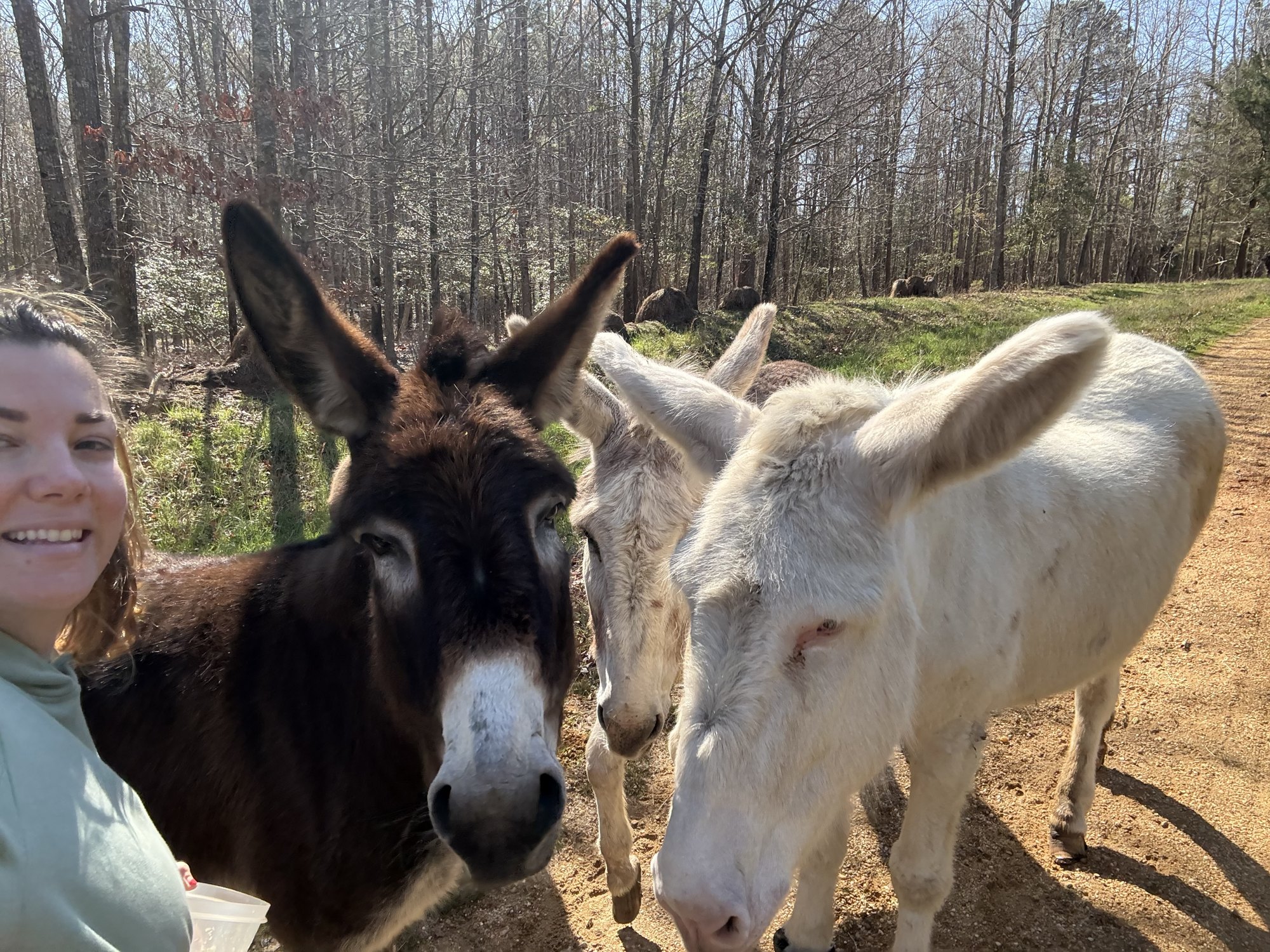 Three donkeys crowding around a woman on a dirt lane in bare early spring woods.