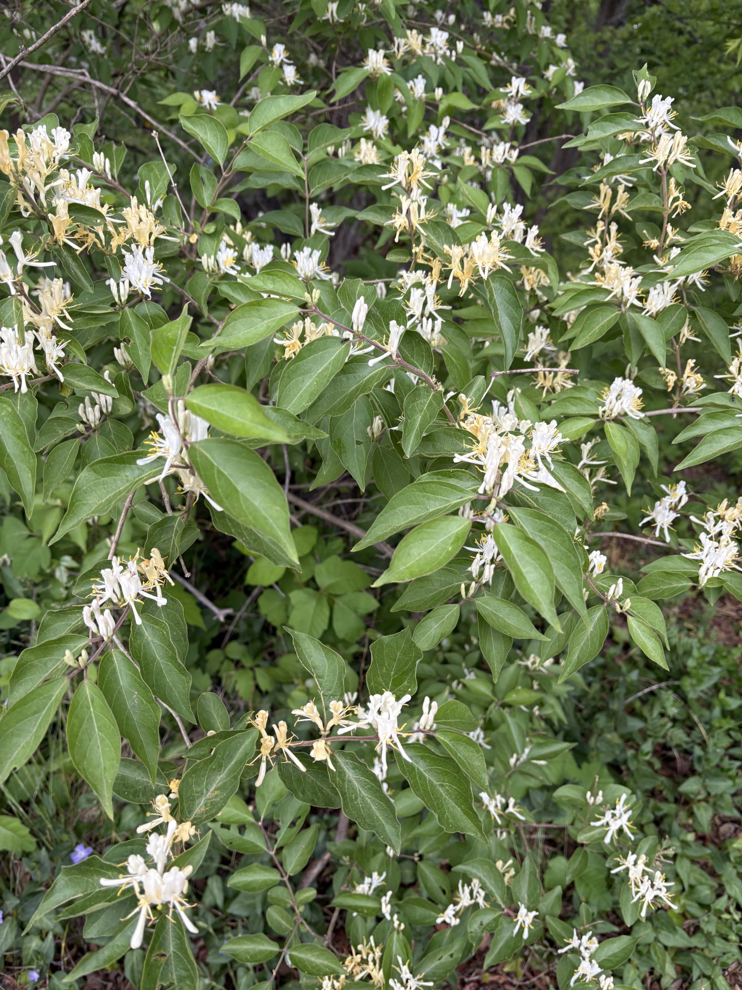 White honeysuckle flowers on a shrub beside a woodland trail.