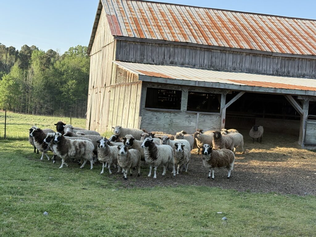 A flock of sheep coming out of an old barn into a green field at golden hour.