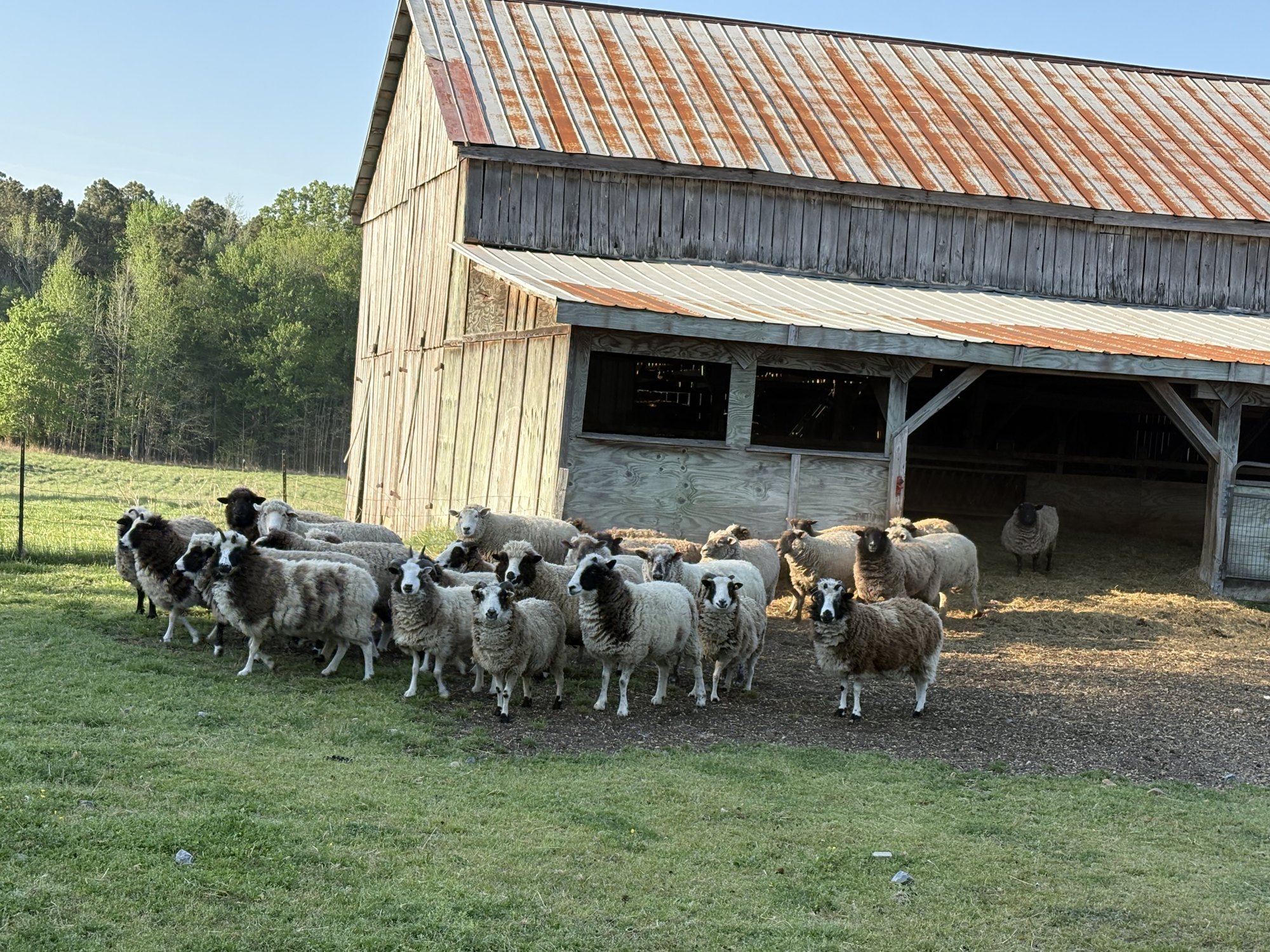A flock of sheep coming out of an old barn into a green field at golden hour.