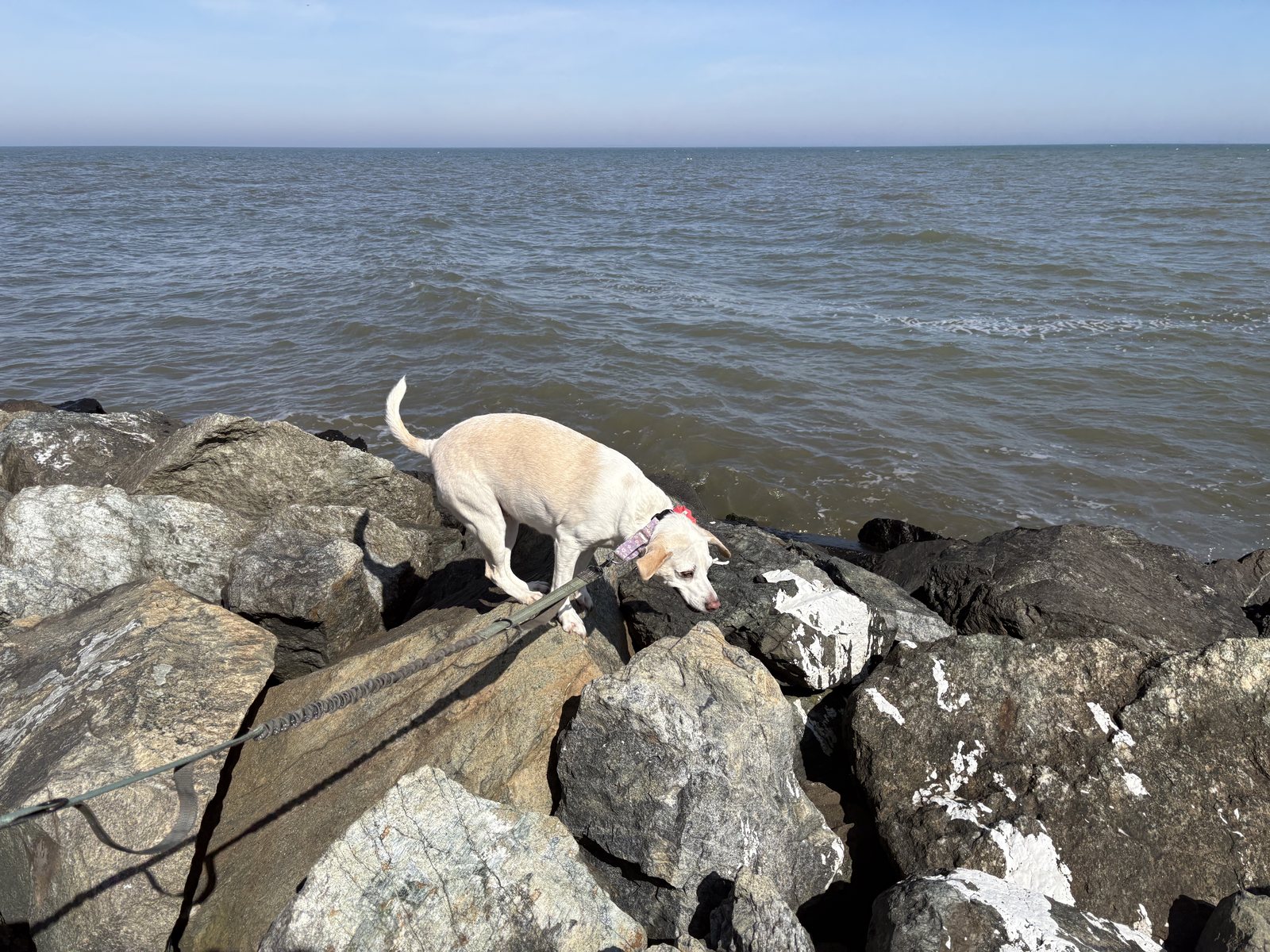 A white dog picking her way across a rock breakwater at the edge of the Chesapeake Bay