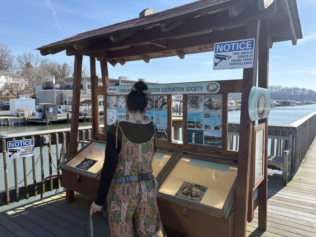 The Chesapeake Beach Oyster Cultivation Society display shelter on the pier with oyster specimens in glass cases