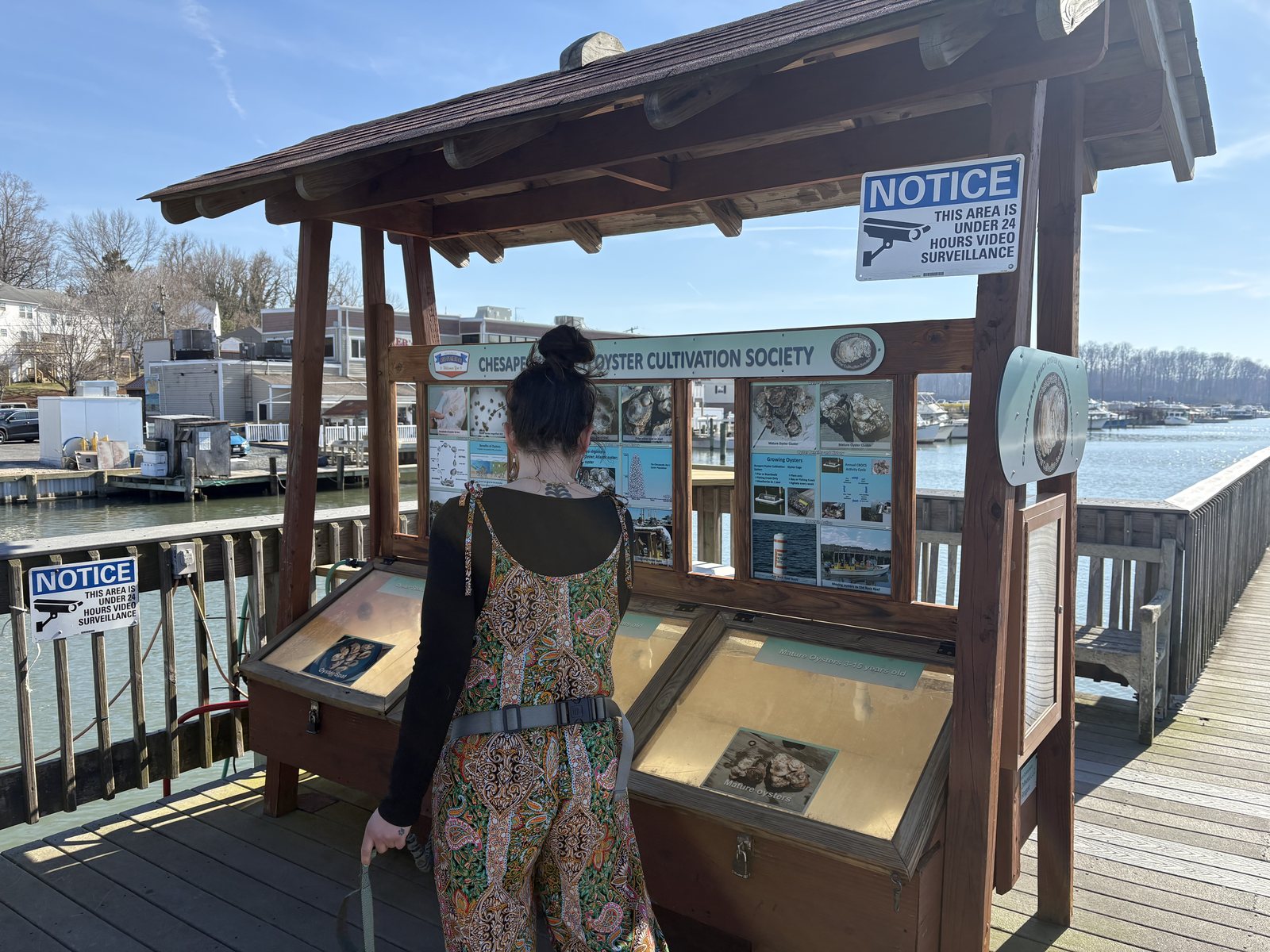 The Chesapeake Beach Oyster Cultivation Society display shelter on the pier with oyster specimens in glass cases