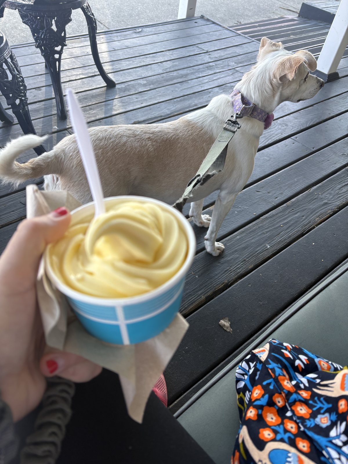 A cup of pineapple soft serve held up on the boardwalk with a white dog walking behind