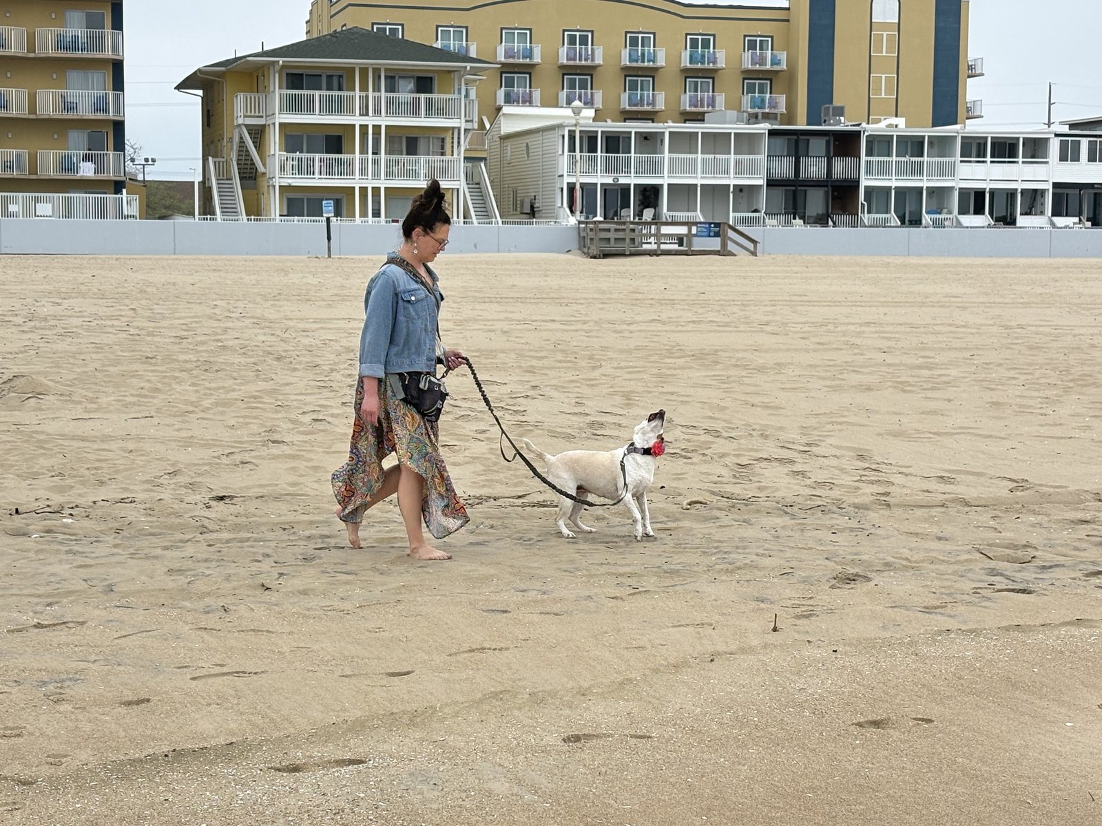 A woman walking a small white dog across empty sand with Ocean City's oceanfront hotels behind her