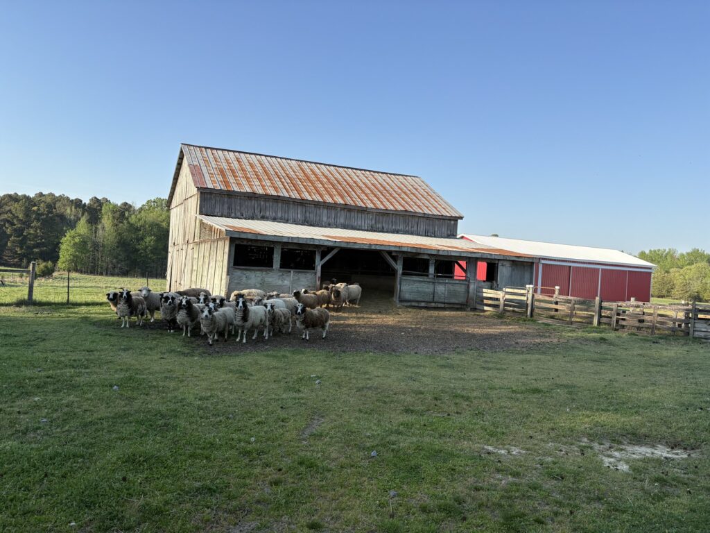 An old barn across a green field, with sheep gathered in front of it.