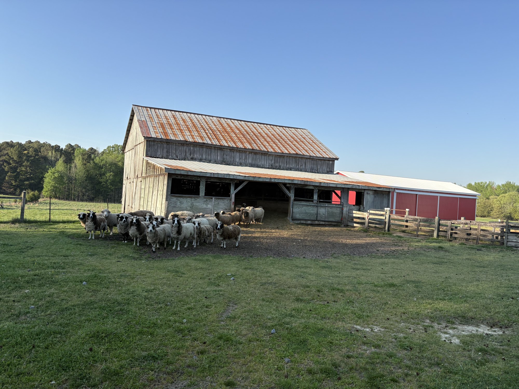 An old barn across a green field, with sheep gathered in front of it.