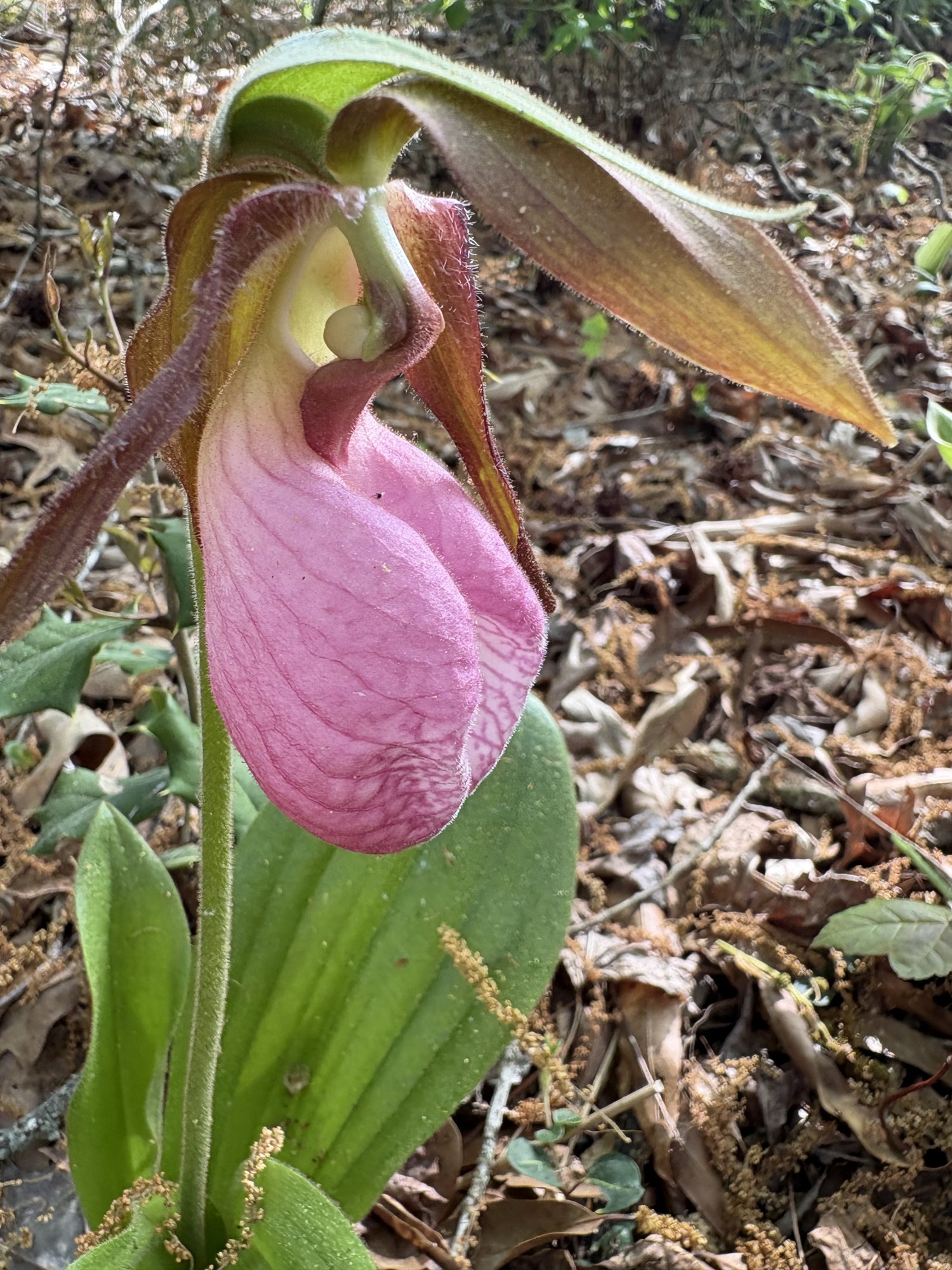 A pink lady's slipper orchid blooming in brown leaf litter.