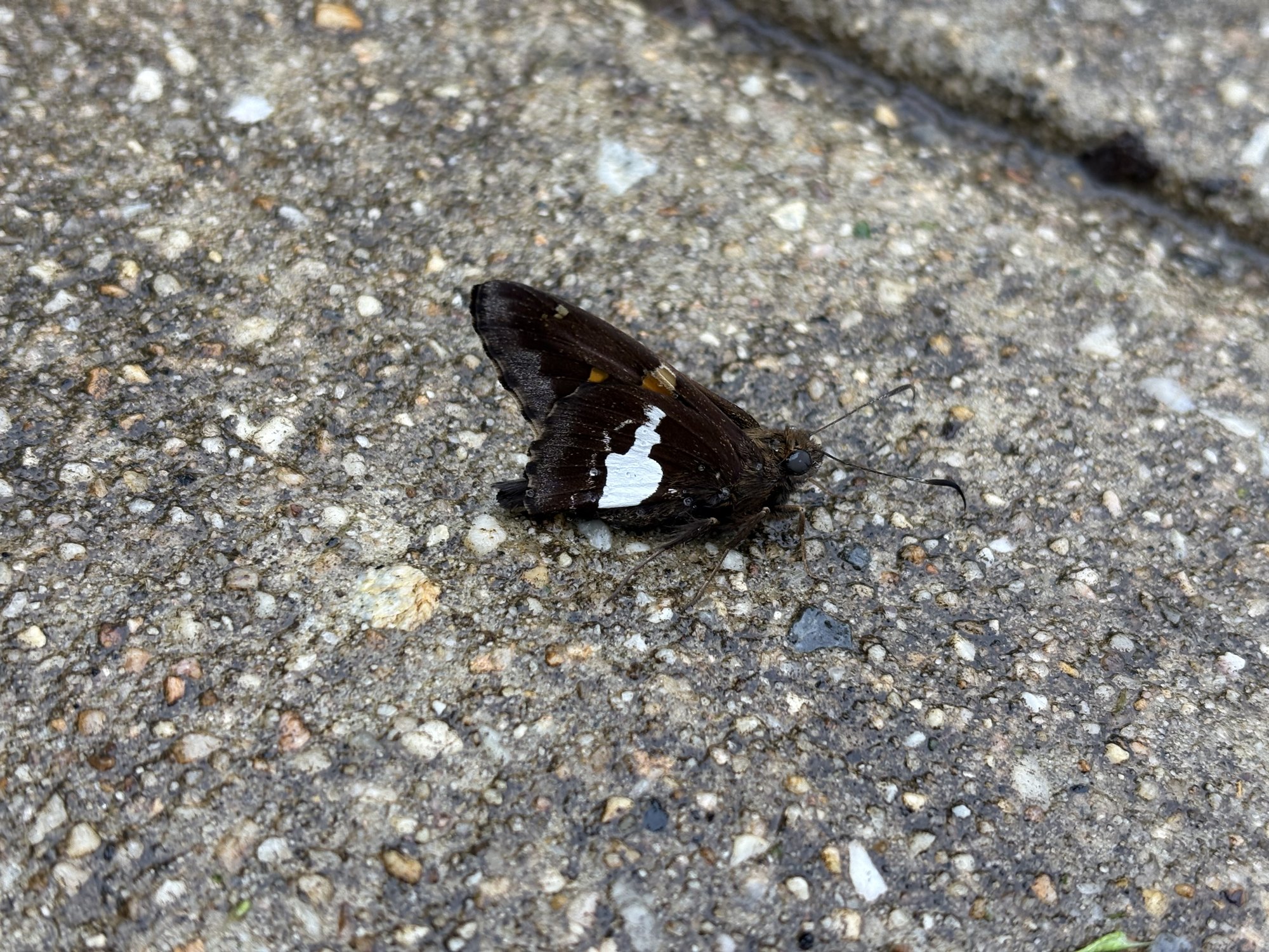 A dark butterfly with white markings resting on a gravel path.