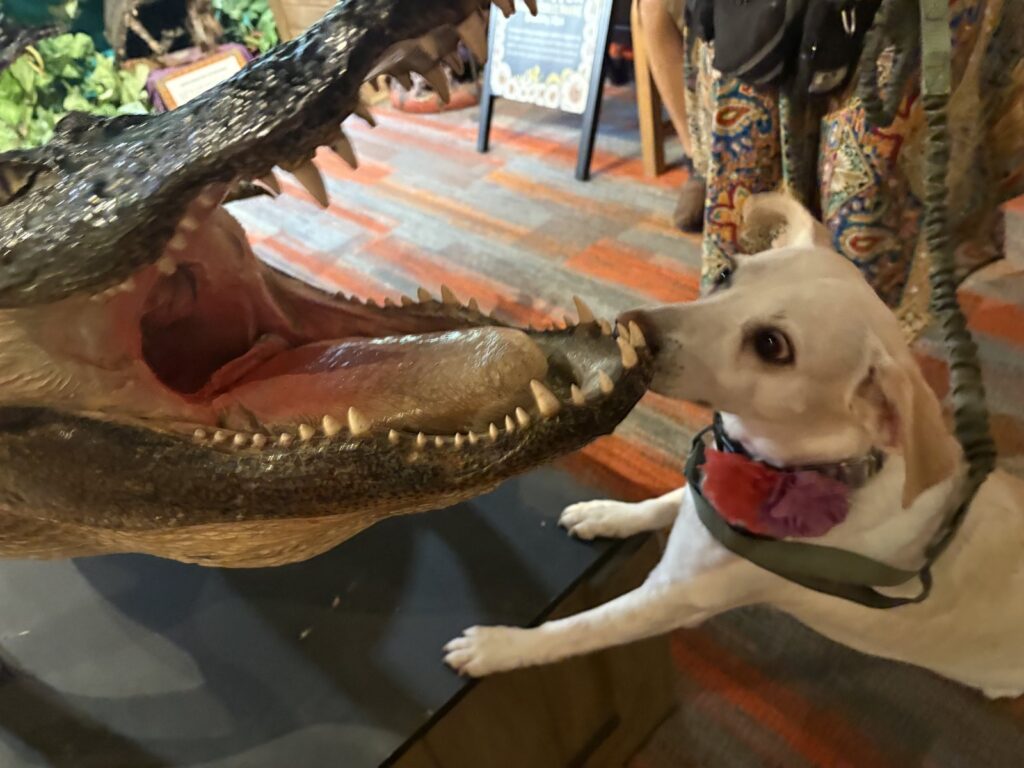 A white dog nose to nose with the open jaws of a taxidermy crocodile inside Ripley's