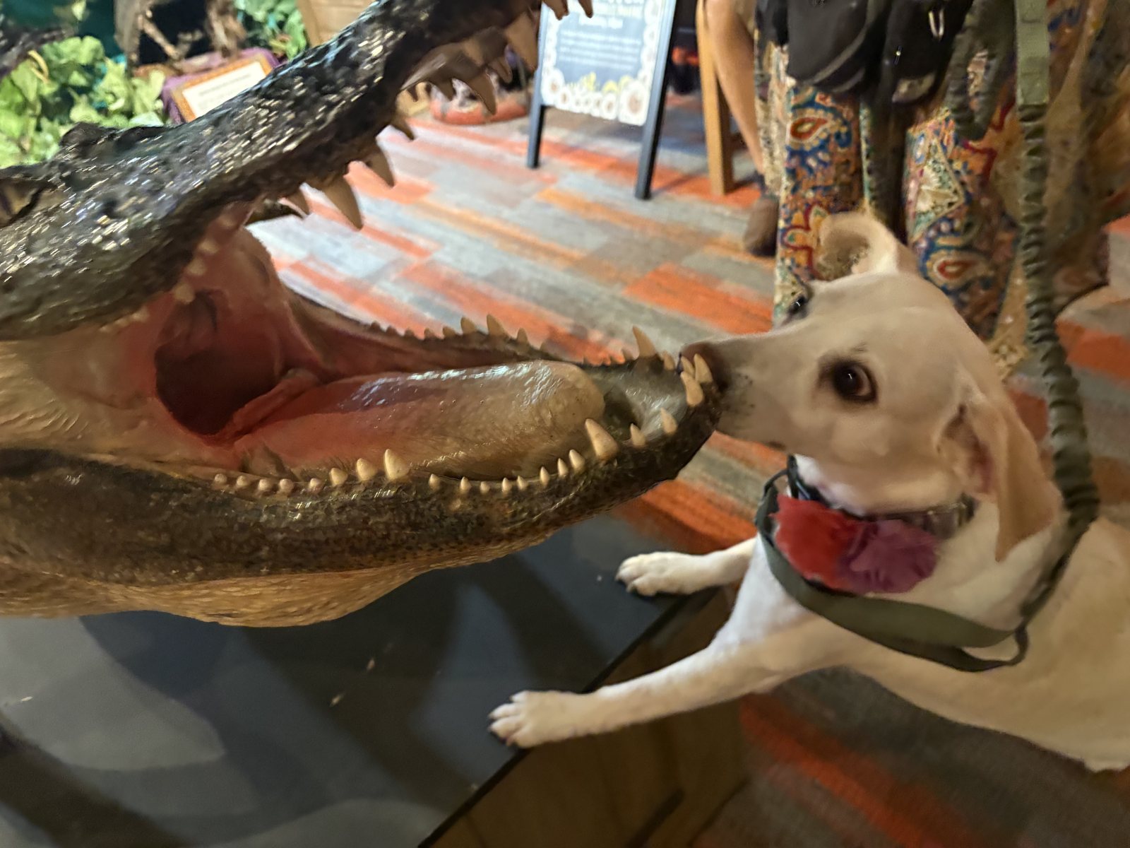 A white dog nose to nose with the open jaws of a taxidermy crocodile inside Ripley's