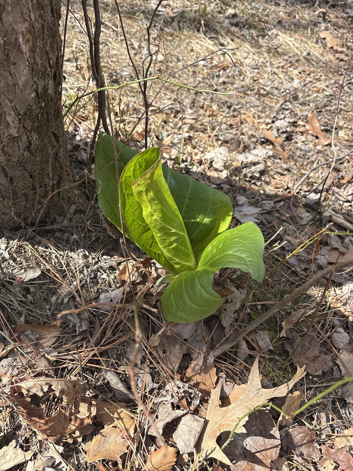 Bright green skunk cabbage pushing up through brown leaf litter in early spring