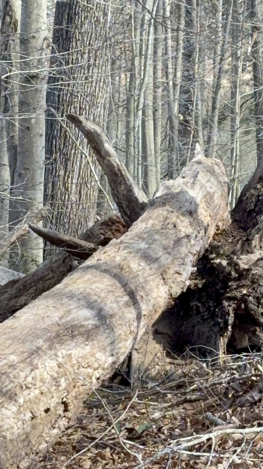 A large fallen tree with its entire root plate pulled vertically out of the forest floor