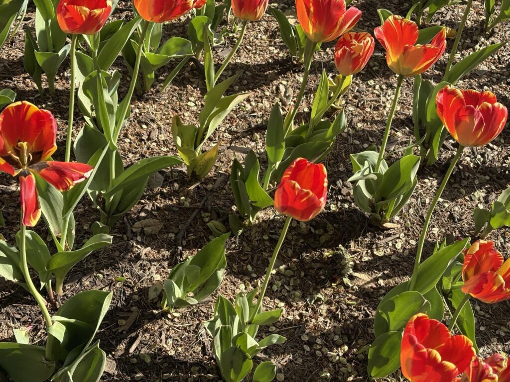 Orange and red tulips in a bed on the Washington Monument grounds